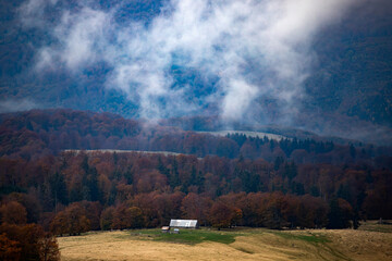 Wall Mural - Foggy forest background in autumn