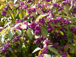 Poster - (Callicarpa) Schönfrucht oder Liebesperlenstrauch. Zierstrauch mit lila Fruchtschmuck und Zweige mit ihrem mattgrünen Laub im herbst 