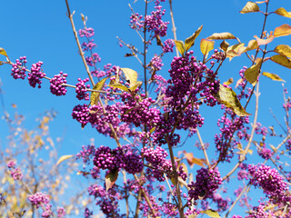 Canvas Print - Der Callicarpa bodinieri oder Liebesperlenstrauch verliert er seine Blätter im Spätherbst. Bleiben nur noch rot-violette bis purpure Früchte sehr zierend