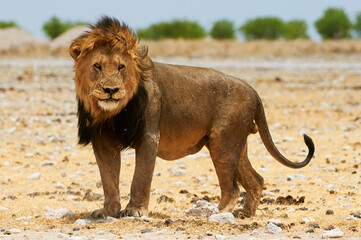 Sticker - Male lion (Panthera leo).