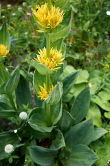 Wall Mural - Gentiana lutea 