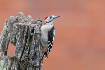 Wall Mural - greater spotted woodpecker perched on a gate post with a red background