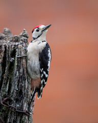 Wall Mural - greater spotted woodpecker perched on a gate post with a red background