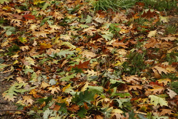 Wall Mural - Background of leaves in autumn colors