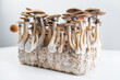 psychedelic magic mushrooms grow psilocybe