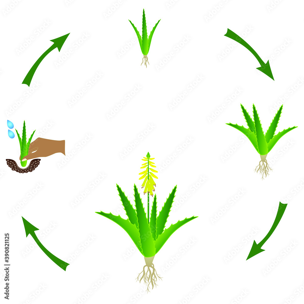 Life cycle of a aloe vera plant on a white background. Stock Vector | Adobe  Stock