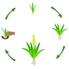 Wall Mural - Life cycle of a aloe vera plant on a white background.