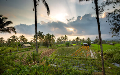 Wall Mural - Rice fields at sunset with sun traces through clouds, Bali, Indonesia