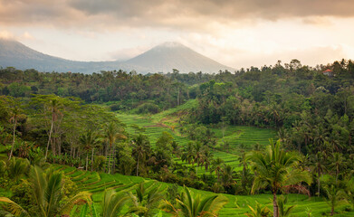 Wall Mural - Sunrise over vulcanic mountains and rice fields, near Jatiluwih, Bali, Indonesia