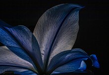 Closeup Shot Of A Beautiful Lily Flower Bottom Detail With Illuminated Blue Petals