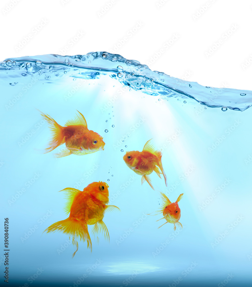 Image showcasing Goldfish swimming under the water isolated on white background Stock ...