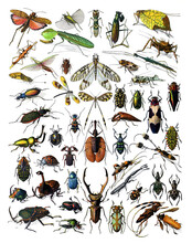 Vintage Collection Of Different Insects Hand Drawn / Antique Engraved Illustration From From La Rousse XX Sciele	