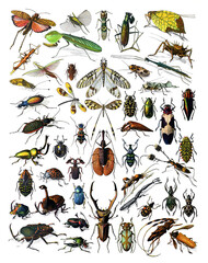 Vintage collection of different insects hand drawn / Antique engraved illustration from from La Rousse XX Sciele	