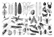 Vintage collection of different insects hand drawn / Antique engraved illustration from from La Rousse XX Sciele	