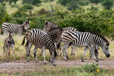 Fototapeta Konie - Zèbre de Burchell,.Equus quagga burchelli, Parc national Kruger, Afrique du Sud
