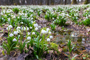 early spring forest with spring snowflake, Vysocina, Czech Repubic