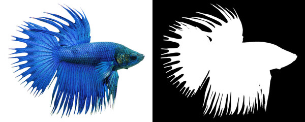 Poster - Blue betta splenden fish isolated on white background. Clipping mask included.