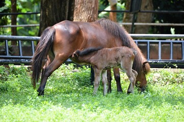 Horse in the farm