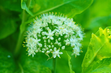 Wall Mural - Close up of an Alium Gigantium Flower Head alium flower with dandelion flower structure. macro. soft focus.