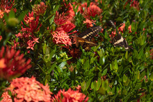 Two Brown Butterflies With Yellow Lines In Their Wings Flying Over A Bush With Pink Flowers In A Sunny Day