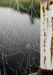 Wall Mural - spider web in the morning dew