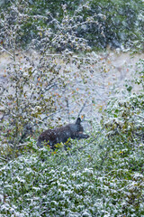 Wall Mural - American black bear (Ursus americanus), Grand Teton National Park, Wyoming, Usa, America