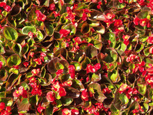 Top View Of Red Impatiens