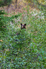 Wall Mural - American black bear (Ursus americanus), Grand Teton National Park, Wyoming, Usa, America