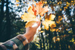 Hand holding an autumn maple leaf.
