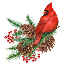 Watercolor Illustration With Red Cardinal And Winter Plants Isolated On The White Background.Hand Painted Watercolor Clipart. Christmas Composition, New Year Holiday.