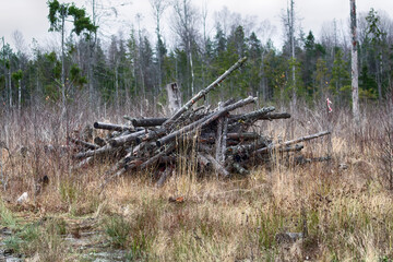 Wall Mural - Boreal mixed forests. Primitive forestry. The remains of the forest (felling waste; clearfell residues) consist of trunks of low value tree species and discarded tops