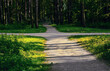 Crossroads in the park. Two alleys in the rays of the sun and with shadows intersect in the park in the summer