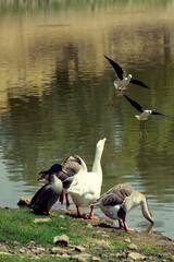 Wall Mural - black-winged stilts