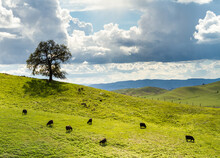 Cows And Oak - Lagoon Lake Park, Vacaville, California, USA