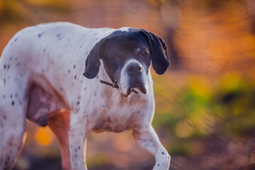 Poster - Beautiful hunting dog walks in the golden forest in November on a beautiful sunny day