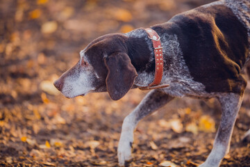 Poster - Beautiful hunting dog walks in the golden forest in November on a beautiful sunny day