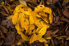 Colorful, Loving Heart Made Of Leaves In An Autumn Forest