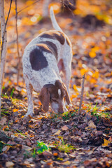 Wall Mural - Beautiful hunting dog walks in the golden forest in November on a beautiful sunny day, bokeh