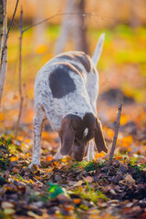 Sticker - Beautiful hunting dog walks in the golden forest in November on a beautiful sunny day, bokeh