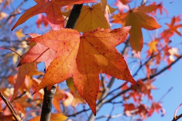 Autumn foliage: five-pointed red leaves on the tree