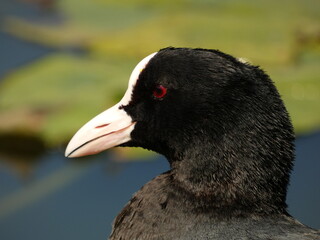 Wall Mural - Portrait of eurasian coot (Fulica atra) - black water bird with white frontal shield and red eyes, Gdansk, Poland