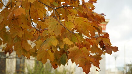 Wall Mural - autumn in the park