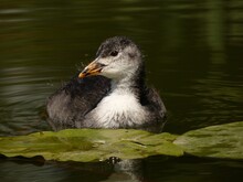 Eurasian Coot (Fulica Atra) - Young Coot Swimming In The Pond, Poland
