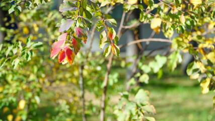 Wall Mural - red and green leaves