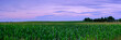 Wide open corn field