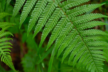 fern leaves