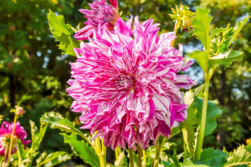 Wall Mural - Pink dahlia flower in Royal Botanical Garden of Madrid, Spain