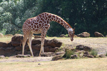Beautiful African Giraffe In Zoo Park In A Sunny Day Grazing   From The Camera, Trees In The Background