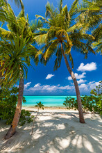 Tropical Beach In Maldives With Palm Trees And Vibrant Lagoon