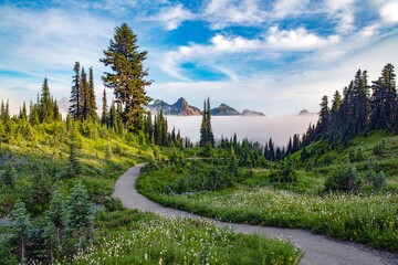 Wall Mural - A trail at Mount Rainier national park leading through a forest with a layer of low fog